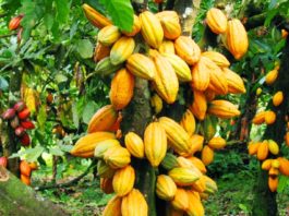 COCOA PRODUCTION TO HIT 500,000 TONNES BY 2024 - DR. ABUBAKAR