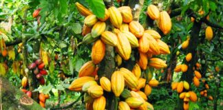 COCOA PRODUCTION TO HIT 500,000 TONNES BY 2024 - DR. ABUBAKAR