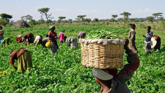 FG to reform Bank of Agriculture, Others to guarantee Farmers access to Credit Facility - Kyari