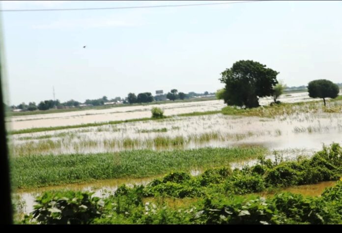 Image of Baturiya Wetland in Jigawa State