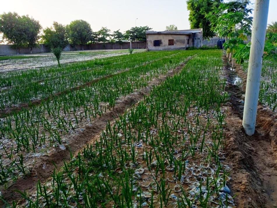 Date Palm Tree nursery